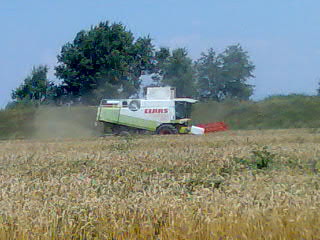 Claas Lexion 480 v zrne.jpg